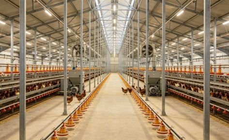 Steel‑Structure Poultry Chicken House