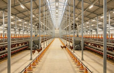 Steel‑Structure Poultry Chicken House