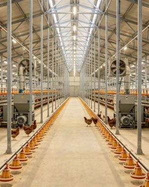 Custom Prefabricated Steel Poultry House